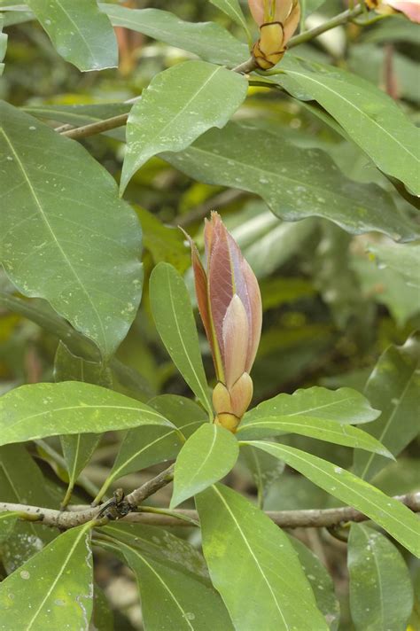 楨楠屬|楨楠屬 (Machilus 屬) 愛自然